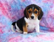 Beautiful,  friendly,  and playful,  Beagle Puppies for Sale