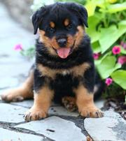 These handsome,  big boned Rottweiler puppies are KC registered 