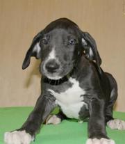 These handsome Great Dane puppies will make wonderful pets and kids