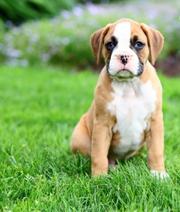 These hansome,  well built Boxer pups are family 